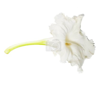 weiße Blüten von Heilpflanzen Dolichandrone serrulata (DC.) Siehe., Synonym Stereospermum serrulataa, Familienname Bignoniaceae, weißer Hintergrund isolieren