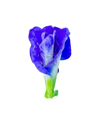 Purple and white flowers of the herbaceous plant Clitoria ternatea L., white background, isolated