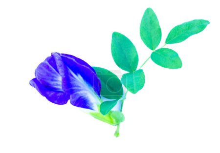 Purple, white and green flowers of the herbaceous plant Clitoria ternatea L., white background, isolated
