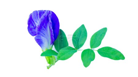 Purple, white and green flowers of the herbaceous plant Clitoria ternatea L., white background, isolate
