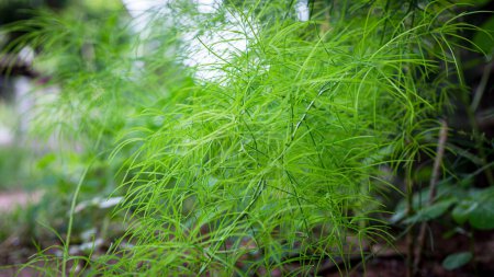 Native to South Asia, Sam Roi Root (Asparagus racemosus) boasts a rich medicinal history. Its leaves, roots, and rhizomes contain various chemicals with potential health benefits like reducing inflammation, fighting cancer, and balancing hormones. Th