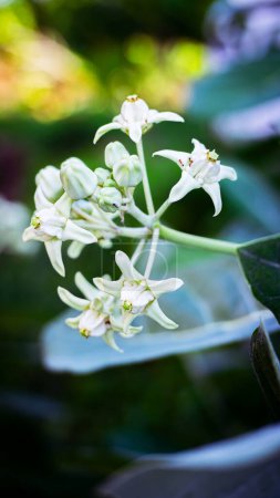 Calotropis gigantea (Linn.) R.Br.ex Ait., flores blancas, hojas verdes, es una planta en la familia Apocynaceae, nativa del sur y sudeste de Asia. Se encuentra en todas partes en Tailandia