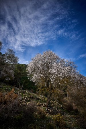 Photo for Spain Andalucia spring surrounding lonely tree mountains clouds tunnel. High-quality photo - Royalty Free Image