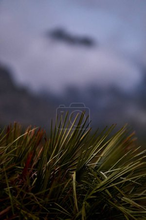 Photo for Spain Andalucia spring surrounding lonely tree mountains clouds tunnel. High-quality photo - Royalty Free Image