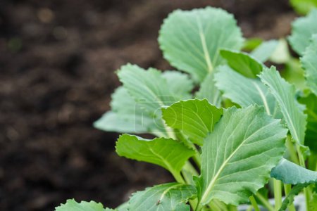 Photo for Cabbage baby growing young leaves. High quality photo - Royalty Free Image