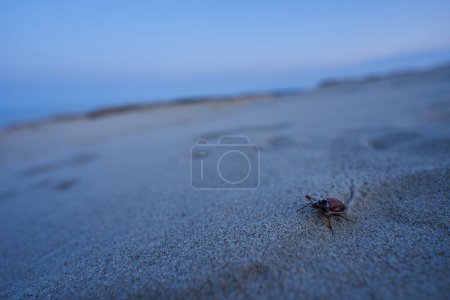 Bug on sand close up image. High quality photo