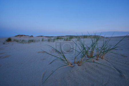 evening dunes Lithuania landscape image. High quality photo