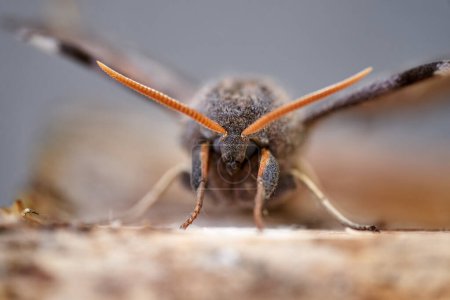 Macro bug close up. High quality photo