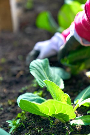 cabbage growing planting hands working in the garden. High quality photo
