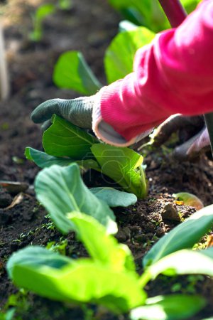 cabbage growing planting hands working in the garden. High quality photo