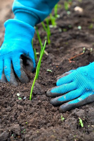 Photo for Spring onions working hands planting. High quality photo - Royalty Free Image