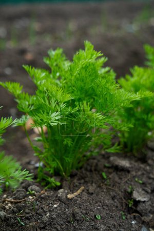 Photo for Baby carrots growing spring season . High quality photo - Royalty Free Image