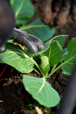 Photo for Cabbage growing planting hands working in the garden. High quality photo - Royalty Free Image