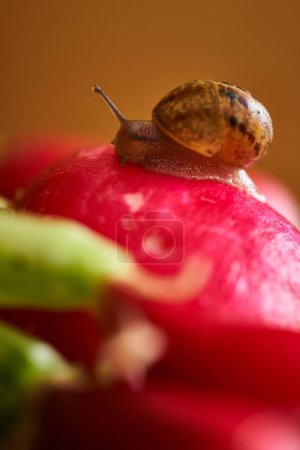Photo for Fresh radish on table close up. High quality photo - Royalty Free Image