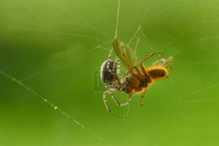 Photo for Spider and pray close up. High quality photo - Royalty Free Image