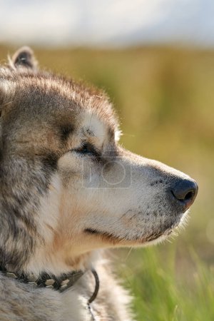 dog alaskan malamute close up portrait. High quality photo
