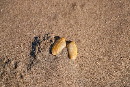 Photo for Two shells on the sand. High quality photo - Royalty Free Image