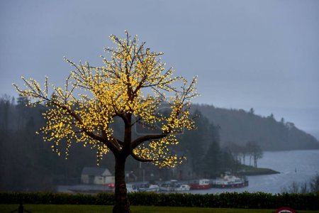 Téléchargez les photos : Solitaire conduit arbre léger vue sur le lac. Photo de haute qualité - en image libre de droit