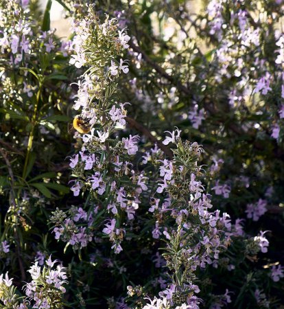 Rosemary in the patio of a town house. Detail plan with bee sucking.