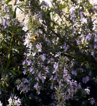 Foto de Rosemary en el patio de una casa de pueblo. Plan de detalle con succión de abejas. - Imagen libre de derechos