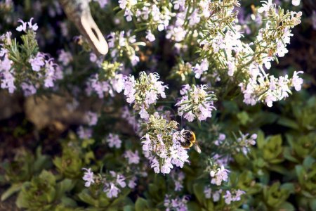 Foto de Rosemary en el patio de una casa de pueblo. Plan de detalle con succión de abejas. - Imagen libre de derechos