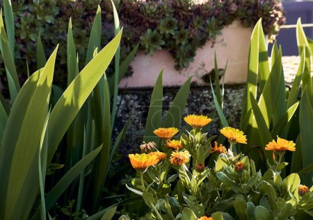 Marigolds (Calendula officinalis) in the patio of a town house. Detail plan with lilies and immortelles around.