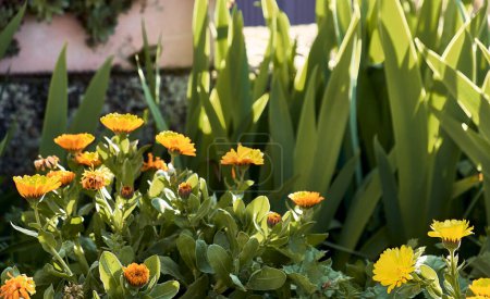 Photo for Marigolds (Calendula officinalis) in the patio of a town house. Detail plan with lilies and immortelles around. - Royalty Free Image