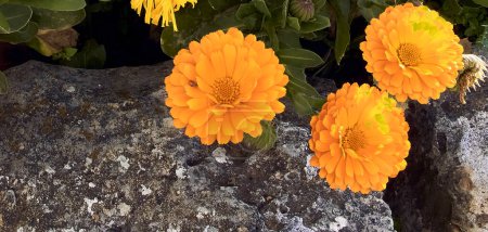 Marigolds (Calendula officinalis) in the patio of a town house. Detail plan in stone planter.