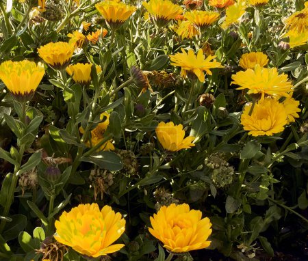Marigolds (Calendula officinalis) in the patio of a town house. Detail plan.
