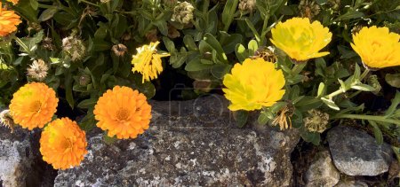 Téléchargez les photos : Marigold (Calendula officinalis) dans le patio d'une maison de ville. Plan détaillé dans la jardinière en pierre. - en image libre de droit