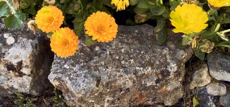 Foto de Caléndulas (Calendula officinalis) y cardo (Silybum marianum) en el patio de una casa de pueblo. Plano de detalle en maceta de piedra. - Imagen libre de derechos