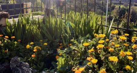 Ringelblumen (Calendula officinalis), Lilien (Iris) und Disteln (Silybum marianum) im Innenhof eines Stadthauses. Detailplan im Steintopf mit Hintergrundbeleuchtung bei Sonnenuntergang.