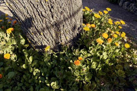 Foto de Caléndulas (Calendula officinalis), inmorteles (Sempervivum) y un almendro en el patio de una casa de pueblo. Plan de detalle. - Imagen libre de derechos