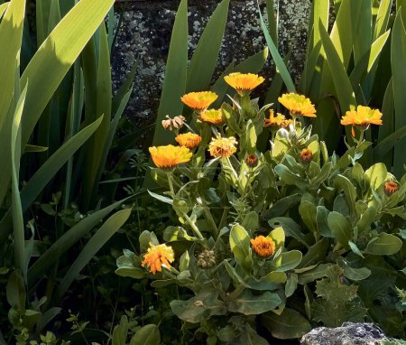 Foto de Caléndulas (Calendula officinalis), lirios (Iris) y cardo (Silybum marianum) en el patio de una casa de pueblo. Plano de detalle en maceta de piedra con retroiluminación al atardecer. - Imagen libre de derechos