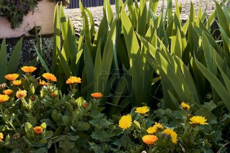 Marigold (Calendula officinalis), immortelles (Sempervivum), lis (Iris) et chardon (Silybum marianum) dans le patio d'une maison de ville. Plan détaillé en jardinière en pierre avec rétro-éclairage coucher de soleil.