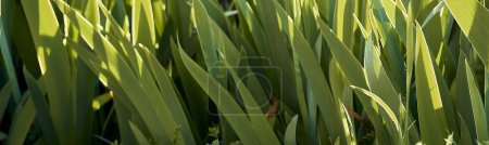 Photo for Lilies (Iris) in the patio of a town house. Detail plan. - Royalty Free Image
