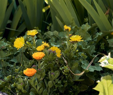 Marigolds (Calendula officinalis), lilies (Iris) and thistle (Silybum marianum) in the patio of a town house. Detail plan.