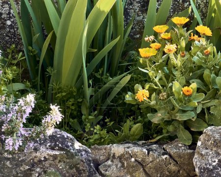 Caléndula officinalis, lirios (Iris), romero (Salvia rosmarinus) en flor y cardo (Silybum marianum) en el patio de una casa de pueblo. Plano de detalle en maceta de piedra.