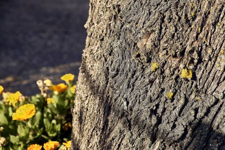 Téléchargez les photos : Des soucis (Calendula officinalis) et un amandier dans le patio d'une maison de ville. Plan détaillé de l'écorce d'amande avec lichen (holobionte). - en image libre de droit