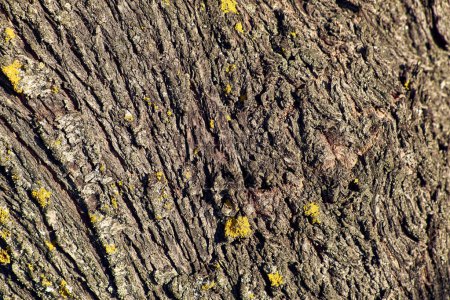 Almond tree in the patio of a town house. Detail plan of almond bark with lichen (holobionte).
