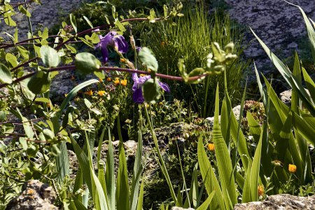 Foto de Caléndulas (Calendula officinalis), lirios (Iris), cerraja (Sonchus oleraceus) en flor e inmorteles (Sempervivum) en el patio de una casa de pueblo. Plano de detalle en maceta de piedra. - Imagen libre de derechos