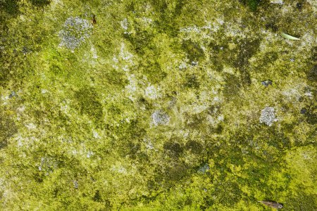 Foto de Suelo con hojas de olivo, musgo, líquenes y otras materias orgánicas. Textura natural enfoque en el fondo. - Imagen libre de derechos