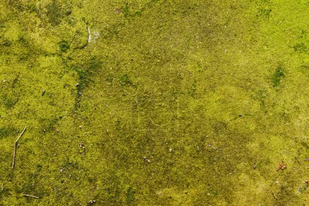 Téléchargez les photos : Sol contenant de la mousse, des lichens et d'autres matières organiques. Texture naturelle focus en arrière-plan. - en image libre de droit