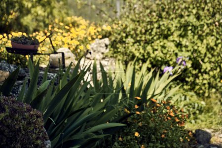 Foto de Caléndulas (Calendula officinalis), lirios (Iris) e inmorteles (Sempervivum) en el patio de una casa de pueblo. Plano de detalle en maceta de piedra con adorno antiguo. - Imagen libre de derechos