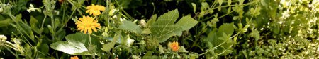 Foto de Las caléndulas (Calendula officinalis) y la higuera (Ficus carica) crecen juntas entre la maleza en el patio de una casa de pueblo. Plano de detalle. - Imagen libre de derechos