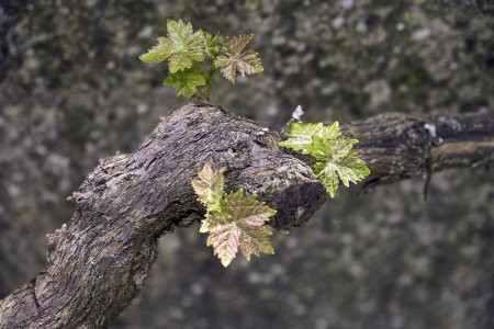 Focus of grapevine (Vitis vinifera) with lichen texture in the background.