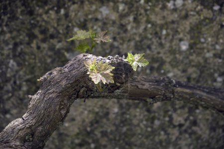 Téléchargez les photos : Focus de la vigne (Vitis vinifera) avec texture lichen en arrière-plan. - en image libre de droit