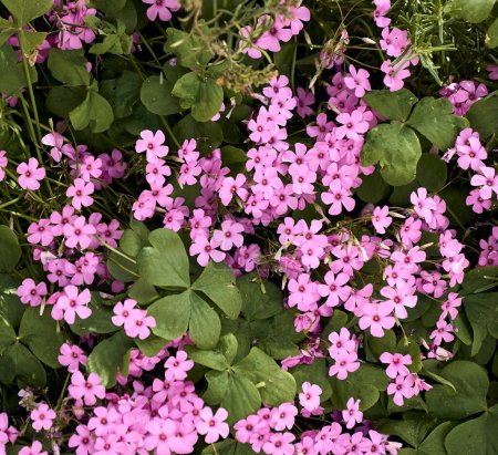 Téléchargez les photos : Romarin (Salvia rosmarinus) et trèfle géant (Trifolium, Oxalis articulata) dans le patio d'une maison de ville. Plan détaillé. - en image libre de droit