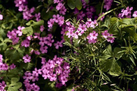 Téléchargez les photos : Romarin (Salvia rosmarinus) et trèfle géant (Trifolium, Oxalis articulata) dans le patio d'une maison de ville. Plan détaillé. - en image libre de droit