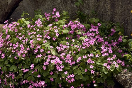Foto de Trébol gigante (Trifolium, Oxalis articulata) en el patio de una casa de pueblo. Plan de detalle. - Imagen libre de derechos